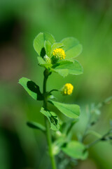 The black medick (lat. Medicago lipulina), of the pea family (Fabaceae).