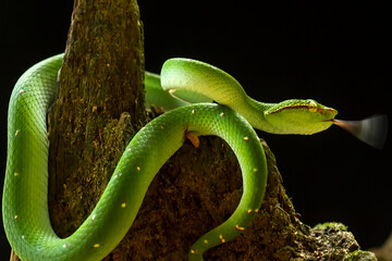 Tropidolaemus subannulatus aka Viper Borneo Snake on Wildlife