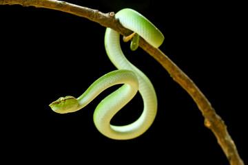 Tropidolaemus subannulatus aka Viper Borneo Snake on Wildlife