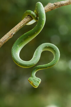 Tropidolaemus subannulatus aka Viper Borneo Snake on Wildlife