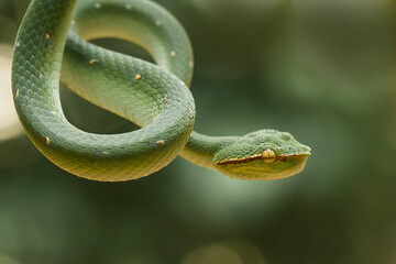 Tropidolaemus subannulatus aka Viper Borneo Snake on Wildlife