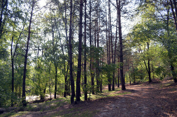 Forest in Ukraine. Chernigow Region.