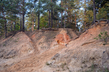 Forest in Ukraine. Chernigow Region.