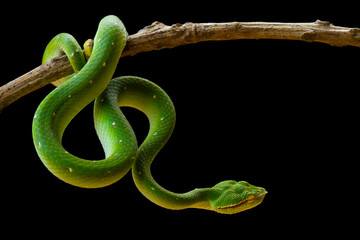 Tropidolaemus subannulatus aka Viper Borneo Snake on Wildlife - Powered by Adobe