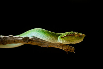 Tropidolaemus subannulatus aka Viper Borneo Snake on Wildlife