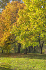 Naklejka premium Autumn in a public park Oregon state.