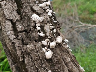 close up white mushroom on dry wood bark