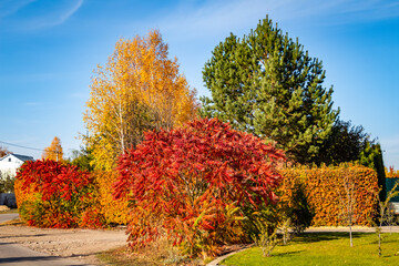 Bright colorful leaves on bushes and trees in autumn in the village.