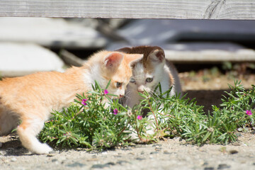 Two kittens looking for prey