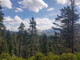 forest in the mountains