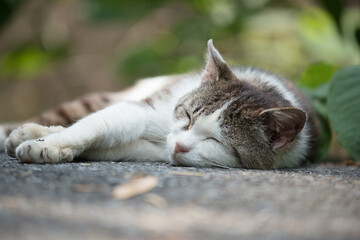 Cat sleeping on the road