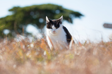 Fototapeta premium A cat staring from the grass