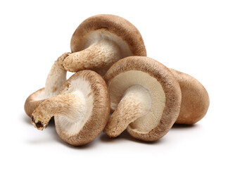 Shiitake mushroom on the White background 
