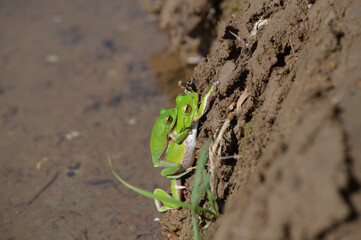 春の田んぼにアオガエルの雄と雌