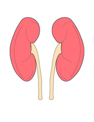 Kidneys