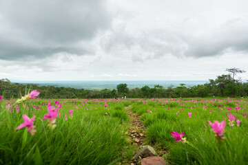 Siam tulip field, flower field, blooming flowers in rainy season at Thung Bua Sawan View Point (Thung Dok Krachiao), Sai Thong National Park, Chaiyaphum, Thailand