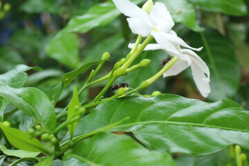 ant   occupies flower