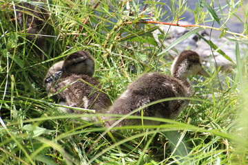 Young Ducks In The Grass, William Hawrelak Park, Edmonton, Alberta