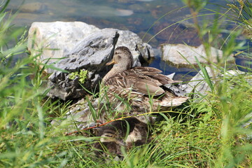 Duck Family Hiding In The Grass, William Hawrelak Park, Edmonton, Alberta