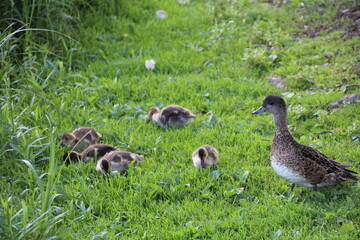 Watchful Mother Over Her Young, William Hawrelak Park, Edmonton, Alberta