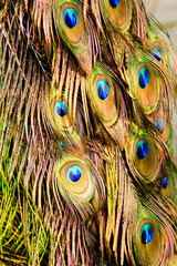 Merak/Peacocks, Peafowl is a common name for three species of birds in the genera Pavo and Afropavo...