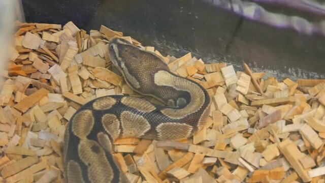 A huge python lies in the aquarium of the petting zoo.