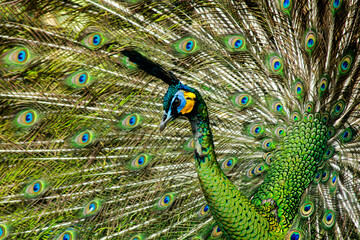 Obraz premium Merak/Peacocks, Peafowl is a common name for three species of birds in the genera Pavo and Afropavo of the Phasianidae family, the pheasants and their allies.