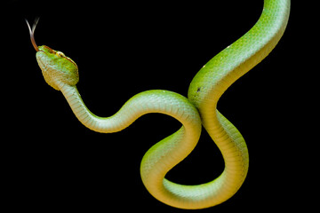 Tropidolaemus subannulatus aka Viper Borneo Snake on Wildlife