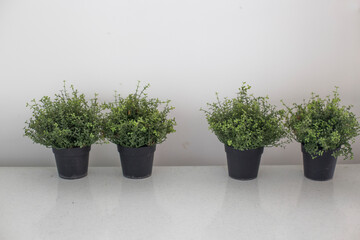 Green Plants Against White Rough Concrete Wall.