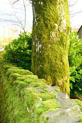 Closeup natural green moss covered stones wall in winter forest 