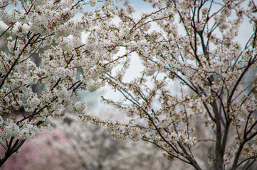 Cherry Blossoms