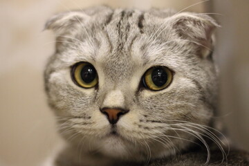 scottish fold