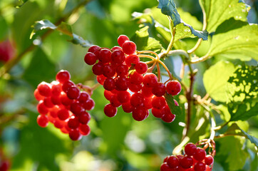 the red Bush viburnum