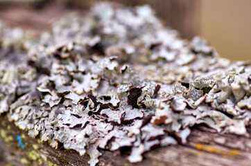 close-up of lichen