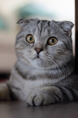 scottish fold