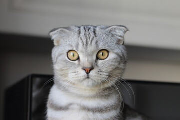 scottish fold