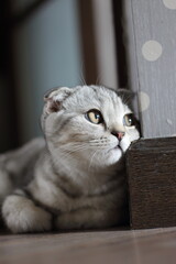 scottish fold