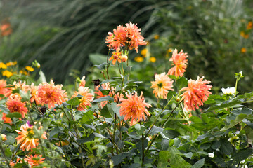orange flowers in the garden