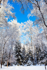 Winter Nature Landscape