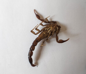 A solo scorpion with it's claws open wide and it's tail down on a white background.
