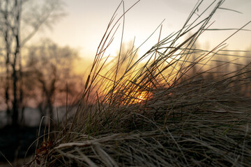 sunset in the grass