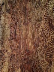 bark beetle marks on wood