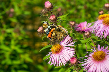 Turtle butterfly on pink aster flower, close-up side view on blurred background of green lawn