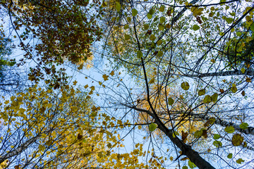 Branches of autumn trees with partially fallen leaves against the sky