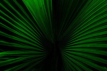 Fototapeta premium Abstract background of palm leaf illuminated in green