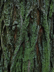 tree bark with green moss and lichen