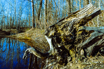 tree in the forest