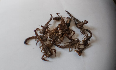 A group of scorpions together on top of each other. Bunch of dead scorpions next to each other stiff and curved while going in every direction.