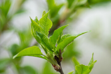 leaves on a branch