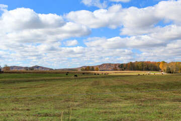 Fototapeta premium landscape with cows